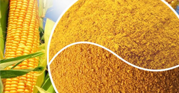 تصویر گلوتن ذرت صنعتی با رنگ زرد طلایی در کنار دانههای ذرت – تجارت فود